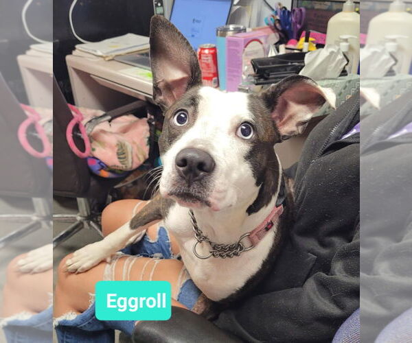 Medium Photo #6 American Pit Bull Terrier-American Staffordshire Terrier Mix Puppy For Sale in Richmond, IN, USA