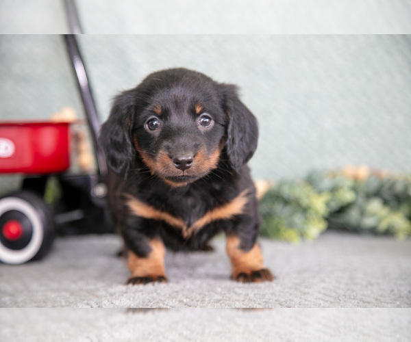 Medium Photo #10 Dachshund Puppy For Sale in ELIZABETHTOWN, PA, USA