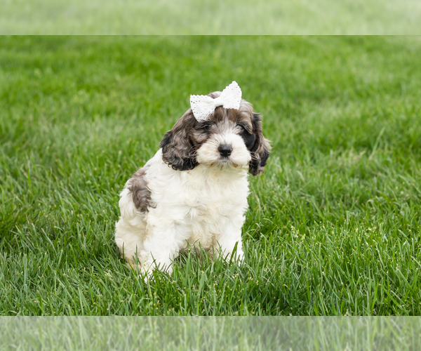 Medium Photo #4 Cockapoo (Miniature) Puppy For Sale in NAPPANEE, IN, USA