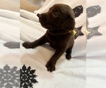 Small Photo #2 Labrador Retriever Puppy For Sale in SALISBURY, MD, USA