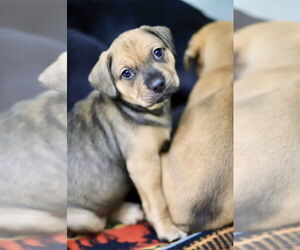 Mutt Dogs for adoption in Webster, WI, USA