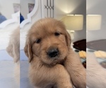 Small Photo #1 Golden Retriever Puppy For Sale in FT MITCHELL, KY, USA