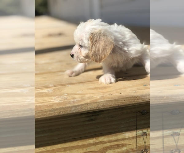 Medium Photo #2 Poogle Puppy For Sale in SPENCER, TN, USA