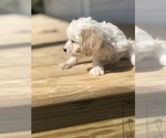 Small Photo #2 Poogle Puppy For Sale in SPENCER, TN, USA
