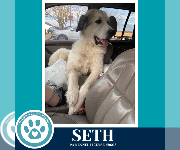 Medium Photo #3 Great Pyrenees Puppy For Sale in Kimberton, PA, USA