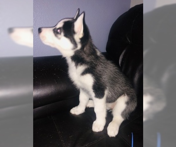 Medium Photo #2 Siberian Husky Puppy For Sale in YUCAIPA, CA, USA