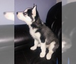 Small Photo #2 Siberian Husky Puppy For Sale in YUCAIPA, CA, USA