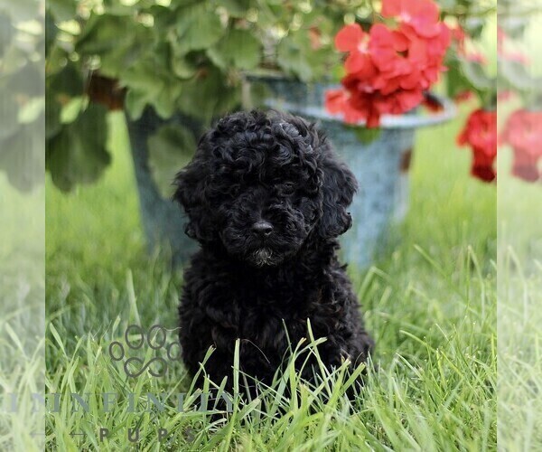 Medium Photo #4 Poodle (Miniature) Puppy For Sale in GORDONVILLE, PA, USA
