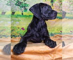 Small #2 Labrador Retriever Mix