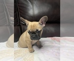 Small Photo #11 French Bulldog Puppy For Sale in CHESAPEAKE, VA, USA