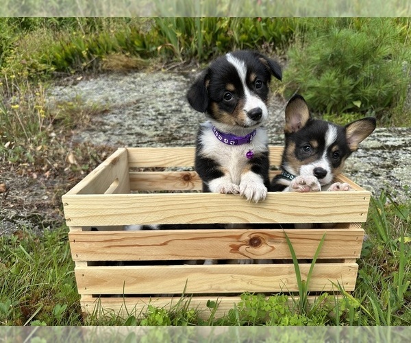 Medium Photo #27 Pembroke Welsh Corgi Puppy For Sale in PERKINSVILLE, VT, USA
