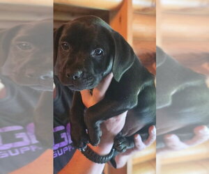 Dachshund-Unknown Mix Dogs for adoption in Aurora, IN, USA