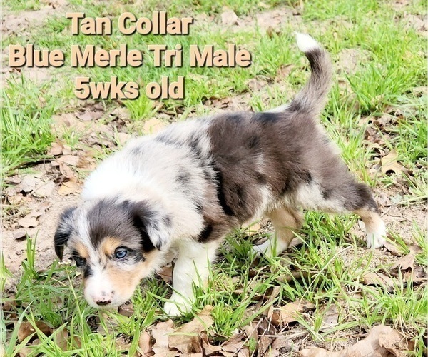 Medium Photo #4 Border Collie Puppy For Sale in ELMENDORF, TX, USA