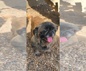 Pekingese Dogs for adoption in Poplar Bluff, MO, USA
