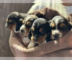 Small #3 Basset Hound