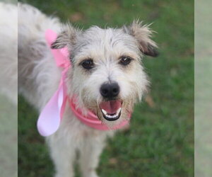 Mutt Dogs for adoption in San Antonio, TX, USA