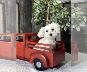 Maltese Puppy for sale in CANOGA, NY, USA