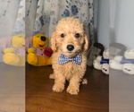 Small #13 Goldendoodle mix (+ Poodle Miniature)