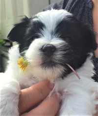 Maltese-Morkie Mix Puppy for sale in WESTFIELD, IN, USA