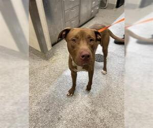 Labrador Retriever Dogs for adoption in Houston, TX, USA