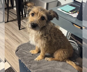 Mutt Dogs for adoption in Bellevue, WA, USA