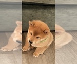 Small Photo #20 Shiba Inu Puppy For Sale in COHUTTA, GA, USA