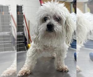 Maltese-Poodle (Toy) Mix Dogs for adoption in Forestville, MD, USA