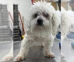 Small Maltese-Poodle (Toy) Mix