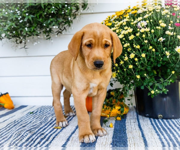 Medium Photo #6 Golden Retriever-Jack Russell Terrier Mix Puppy For Sale in WAKARUSA, IN, USA