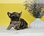 Small Photo #2 French Bulldog Puppy For Sale in NAPPANEE, IN, USA