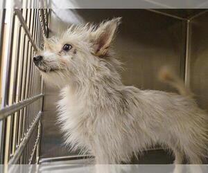 Cairn Terrier Dogs for adoption in Orange, CA, USA