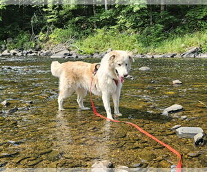 Border Collie-Great Pyrenees Mix Dogs for adoption in Croydon, NH, USA