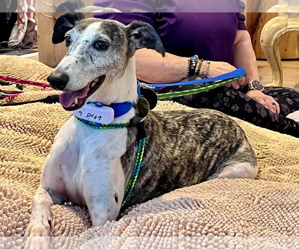 Medium Photo #1 Whippet Puppy For Sale in Cherry Hill, NJ, USA