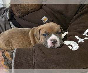 American Bully Puppy for sale in PADUCAH, KY, USA