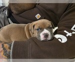 Small American Bully