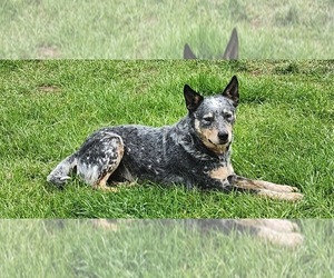 Father of the Australian Cattle Dog puppies born on 05/08/2025