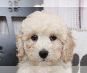 Goldendoodle (Miniature) Puppy for sale in MARIETTA, GA, USA
