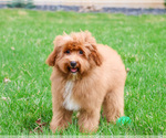Small #1 Cavapoo (Miniature)