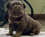 Puppy Chunky French Bulldog