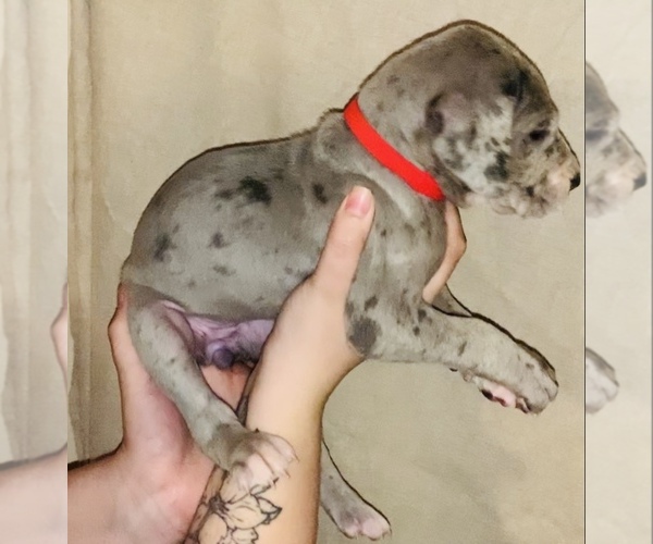 Medium Photo #11 Great Dane Puppy For Sale in STAUNTON, VA, USA