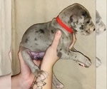 Small Photo #11 Great Dane Puppy For Sale in STAUNTON, VA, USA