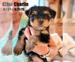 Small #1 Mutt