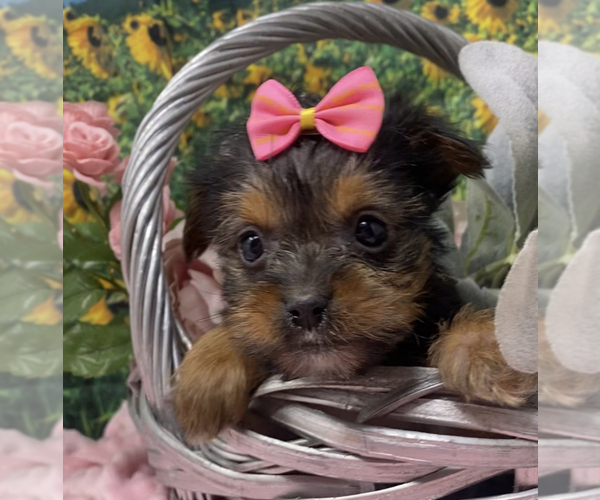 Medium Photo #9 Shorkie Tzu Puppy For Sale in SELLERSBURG, IN, USA