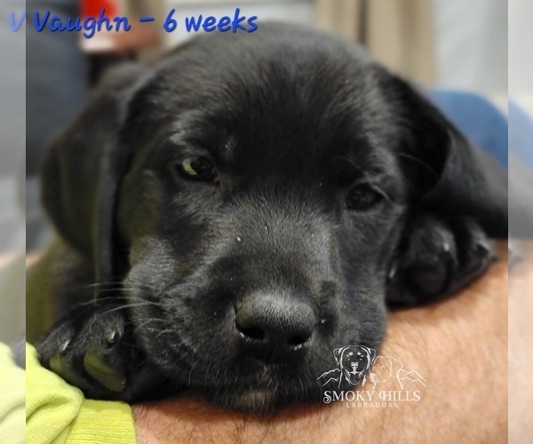 Medium Photo #17 Labrador Retriever Puppy For Sale in POCAHONTAS, IL, USA