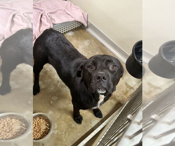 Medium Photo #2 Labrador Retriever-Unknown Mix Puppy For Sale in Pierceton , IN, USA
