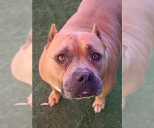 American Pit Bull Terrier-Unknown Mix Dogs for adoption in Sacramento, CA, USA