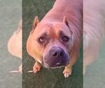Small American Pit Bull Terrier Mix