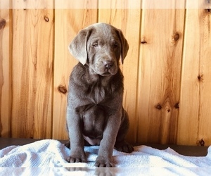 Labrador Retriever Puppy for sale in FREDERICKSBURG, OH, USA