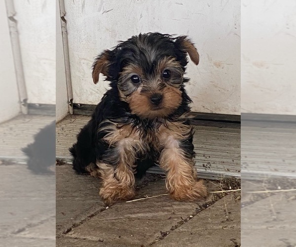 Medium Photo #3 Yorkshire Terrier Puppy For Sale in CANOGA, NY, USA