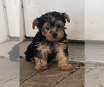 Small #2 Yorkshire Terrier
